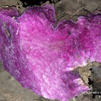 Fresh Local Purple Yam (order price/kilo) - Farm2Metro
