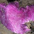 Fresh Local Purple Yam (order price/kilo) - Farm2Metro