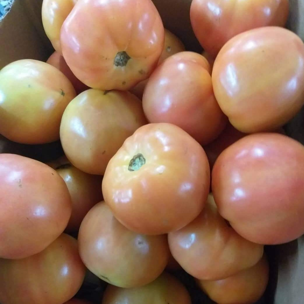 Fresh Local Organic Salad Tomato - order price / 500 grams