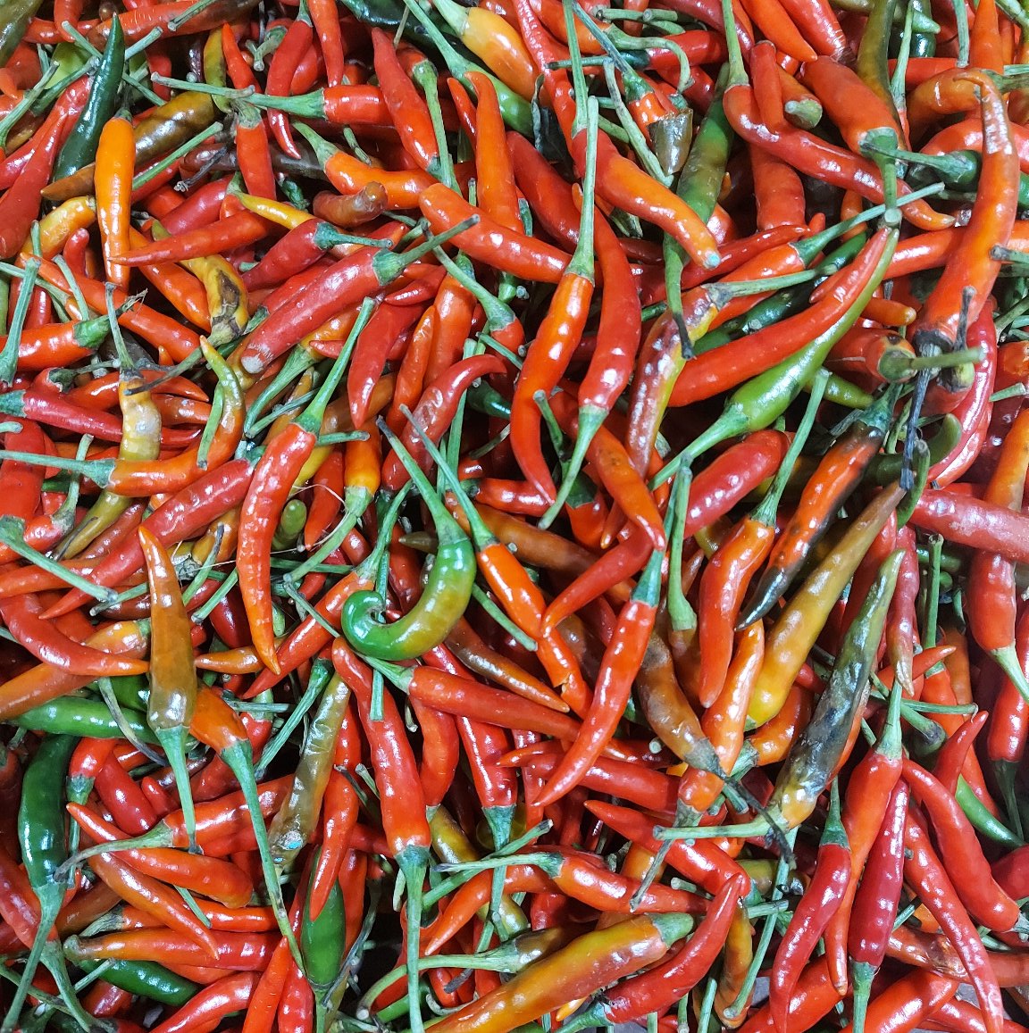 Local Organic Chili Pepper [Sili Labuyo] - order price / 100 grams