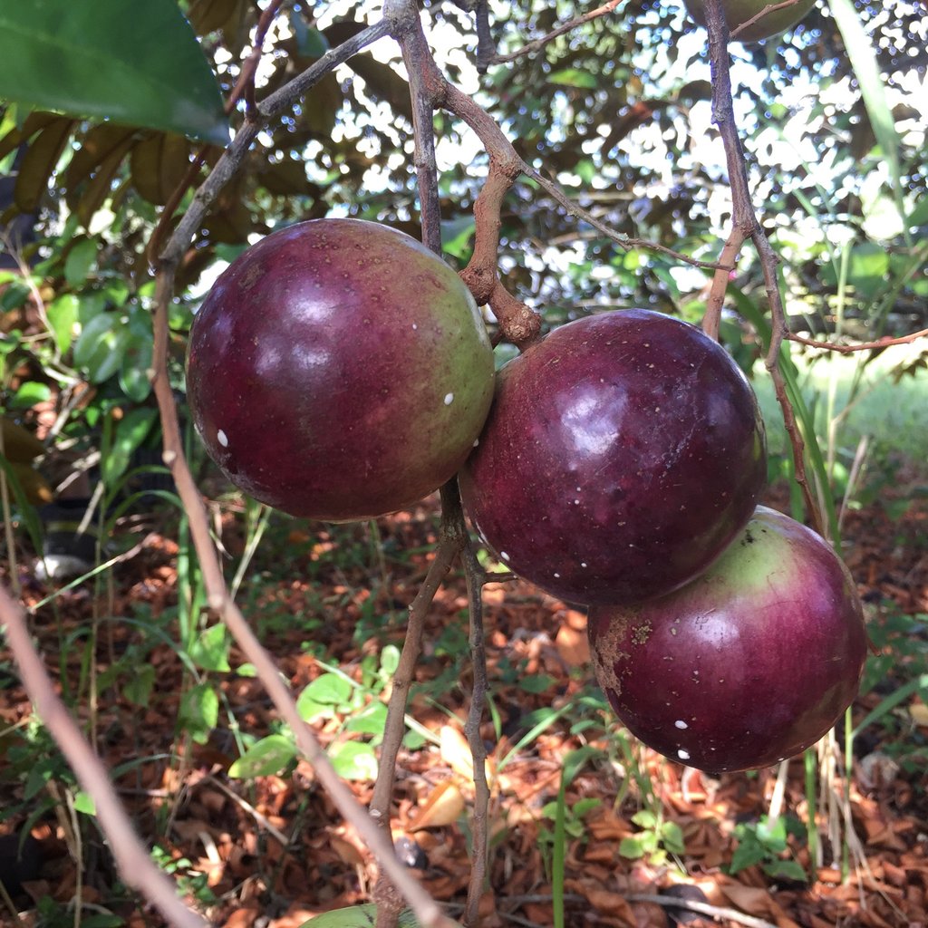 Star Apple (Caimito) - order price / kilo - Farm2Metro