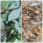 Local Organic Taro (Gabi) Leaves - order price / 250grams - Farm2Metro