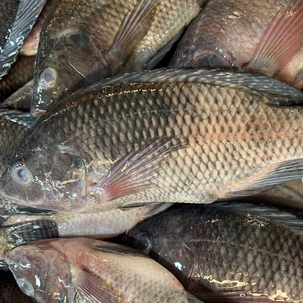 Fresh Tilapia [cleaned | No Scales] - order price / 500 grams