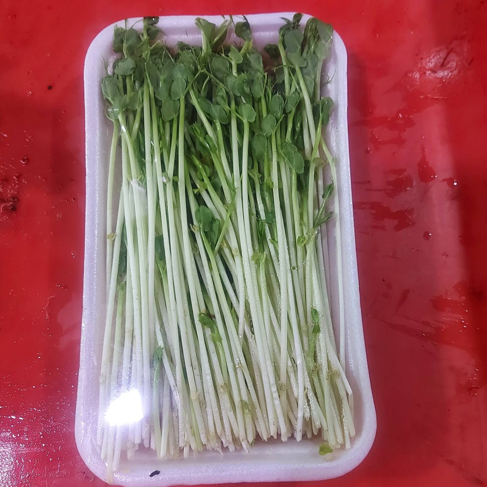 新鮮有機荷蘭豆芽 [Tomyao|Tom Yao] - 訂購價 / 100 克包