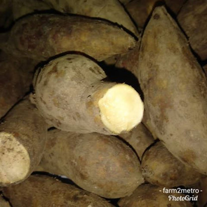 Yakon Root (order price/500 grams) - Farm2Metro