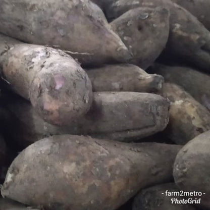Yakon Root (wholesale-order price / 10 kilos) - Farm2Metro