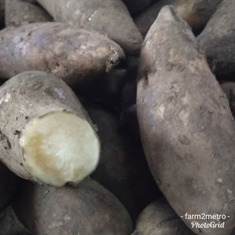 Yakon Root (order price/500 grams) - Farm2Metro