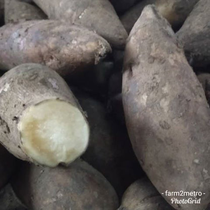 Yakon Root (wholesale-order price / 10 kilos) - Farm2Metro