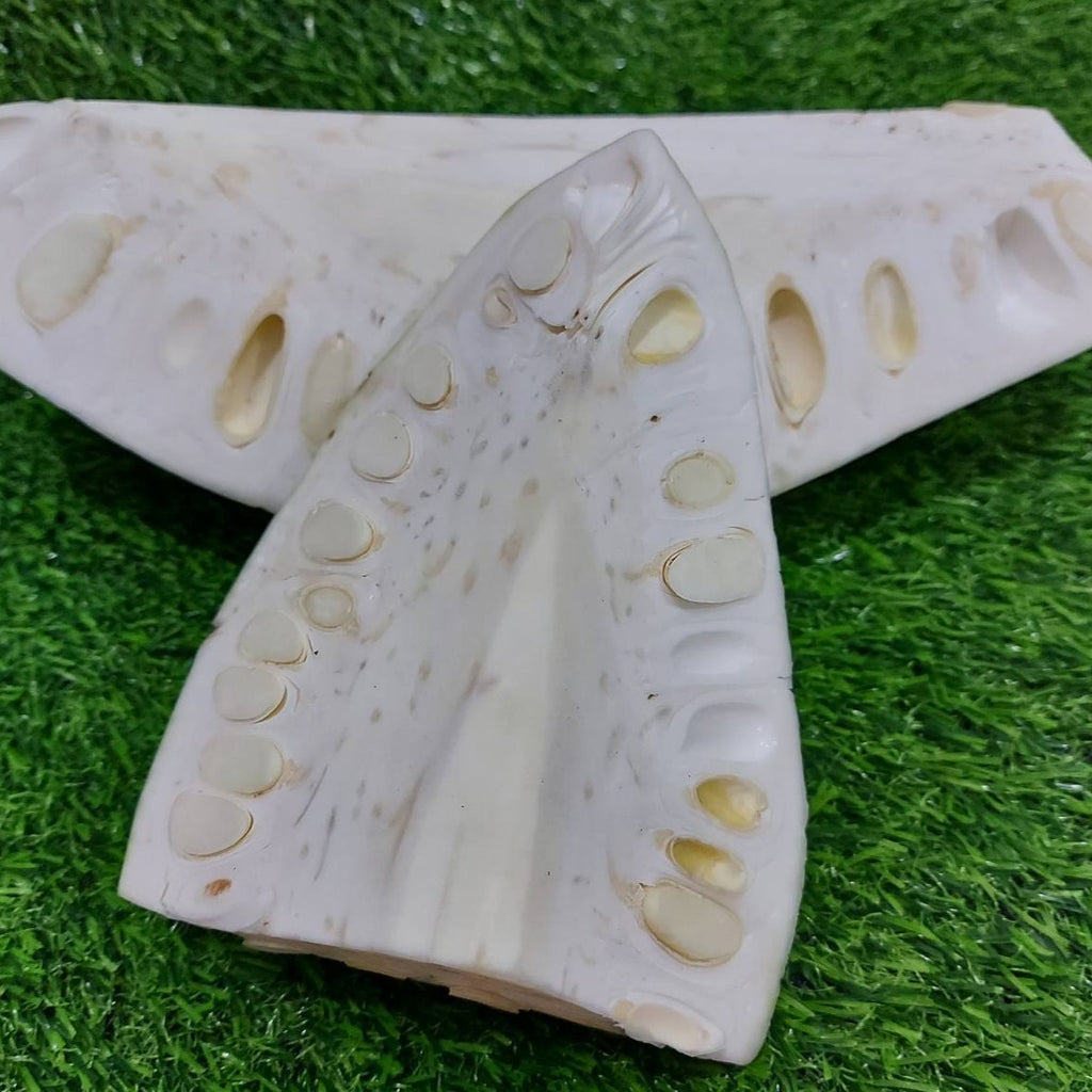 生ジャックフルーツ UNSLICED [Langka Gulay] - 注文価格 / キロ