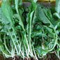 Fresh Organic Arugula - order price / 250 grams - Farm2Metro