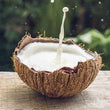 しぼりたてココナッツミルク [Gata|Niyog|Nyog] - 注文価格 / 約 400 グラム