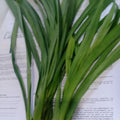 切りたてのパンダンの葉 - 注文価格 / 500 グラム