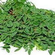 Fresh Malunggay Leaves - order price / 200 grams - Farm2Metro