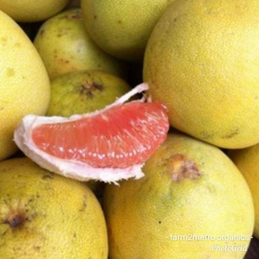 Fresh Davao Pomelo (SUHA) - order price / kilo - Farm2Metro