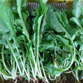 Fresh Organic Arugula - order price / 250 grams - Farm2Metro