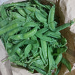 Fresh Organic Sweet | Snow Peas (Chicharo) - order price / 500 grams