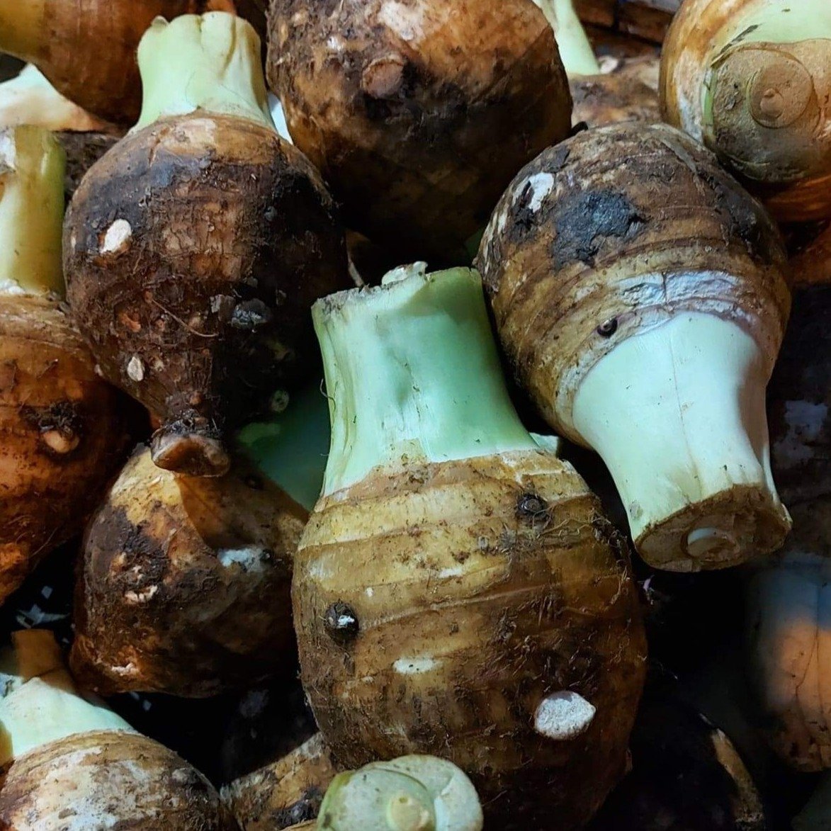 ローカル オーガニック バギオ タロ (ガビ/ガベ) - 注文価格 / 500 グラム