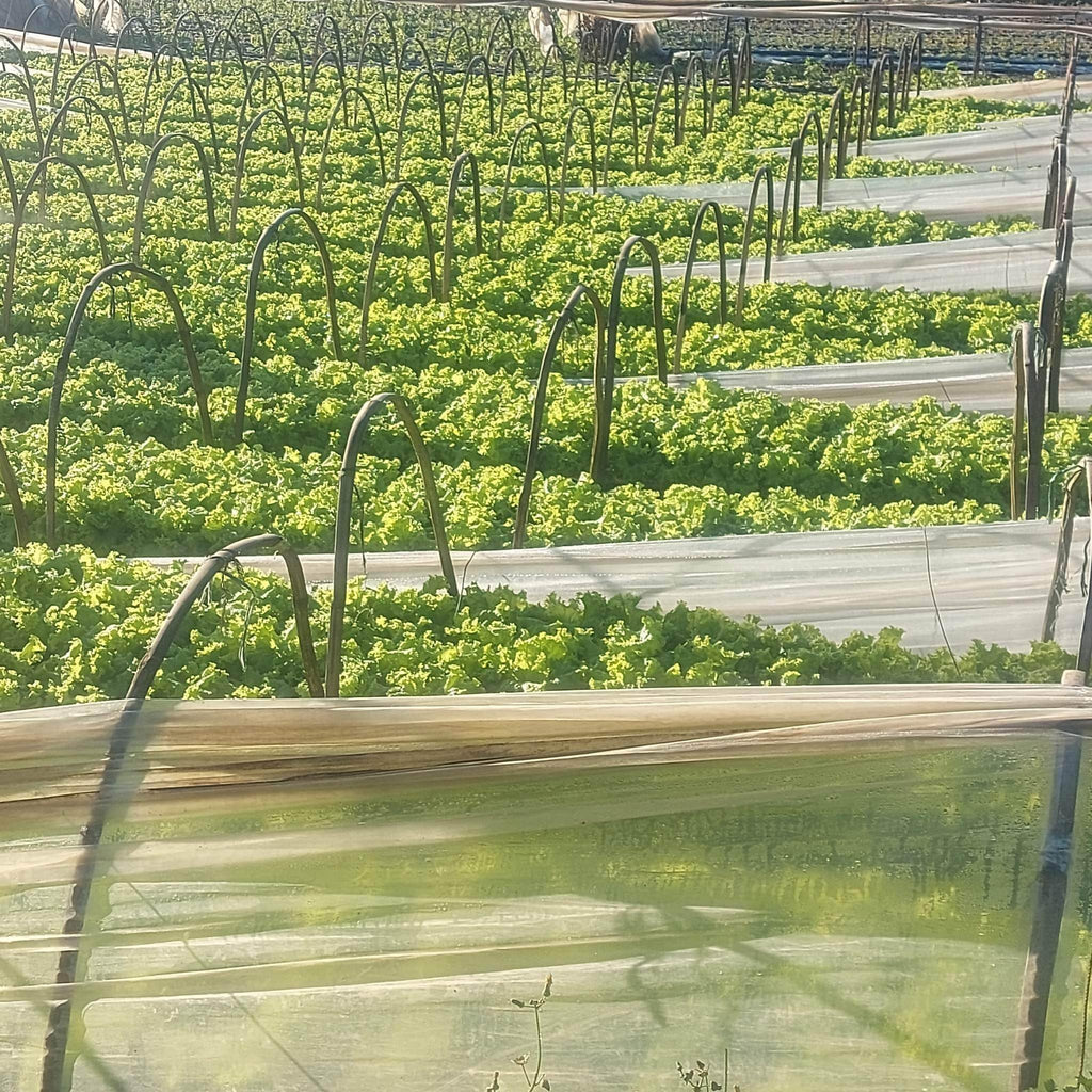 新鮮な地元の有機カーリー グリーン アイス レタス - 注文価格 / キロ