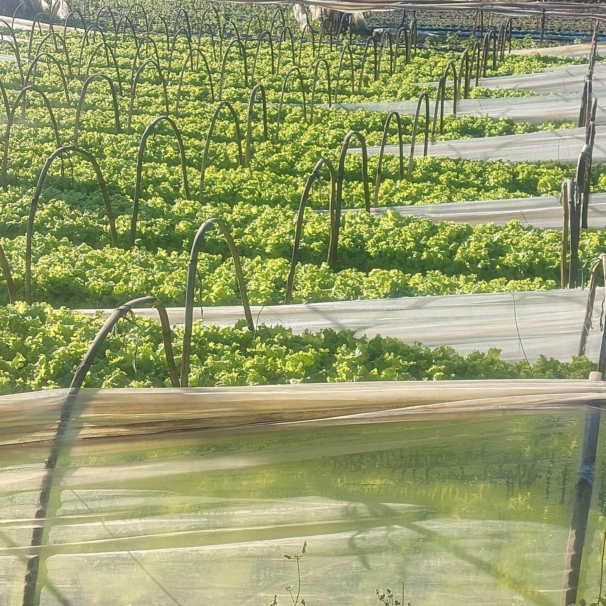 新鮮な地元の有機カーリー グリーン アイス レタス - 注文価格 / 500 グラム