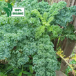 Fresh Local Organic CURLY Kale - order price / 500 grams