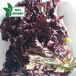 Fresh Organic Deep Red | Red Velvet Lettuce - order price / kilo