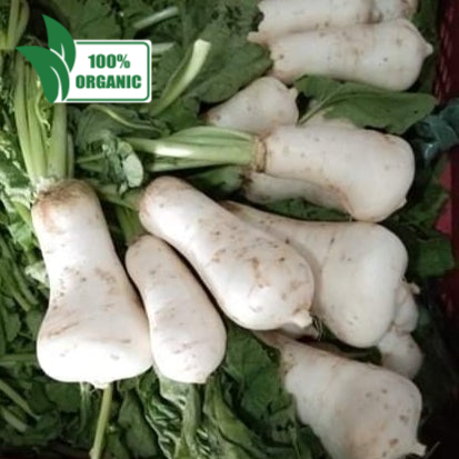 Local Organic Bell Shaped Korean Radish | Raddish (depend on product availability)- order price / kilo