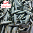 新鮮鯡魚 [Tawilis] - 訂購價格 / 500 克