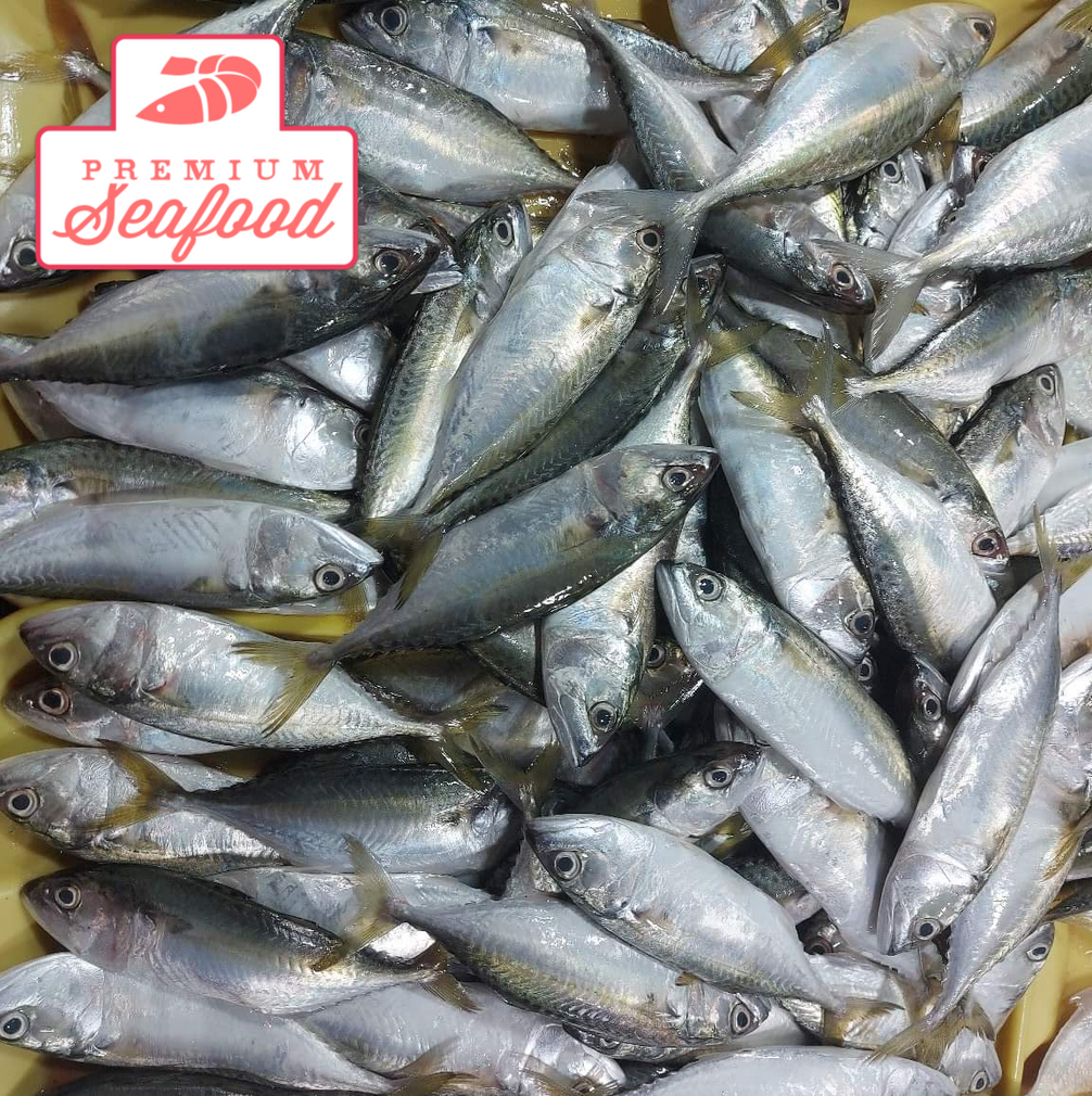 Fresh Short Mackerel [Hasa Hasa | Hasahasa] - order price / kilo ...