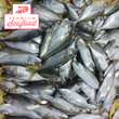 Fresh Short Mackerel [Hasa Hasa | Hasahasa] - order price / kilo