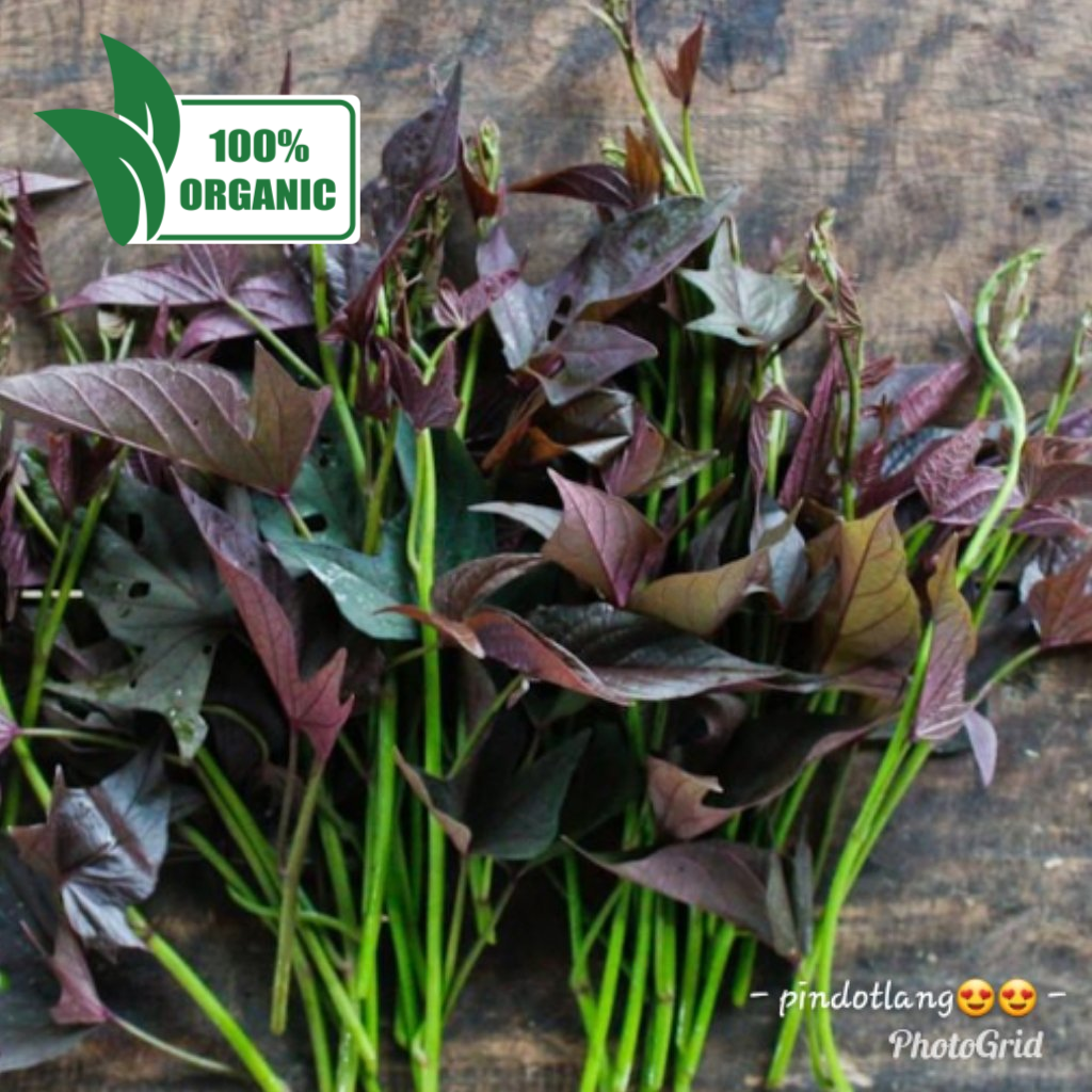 Local Organic Kamote Tops - order price / 250grams - Farm2Metro