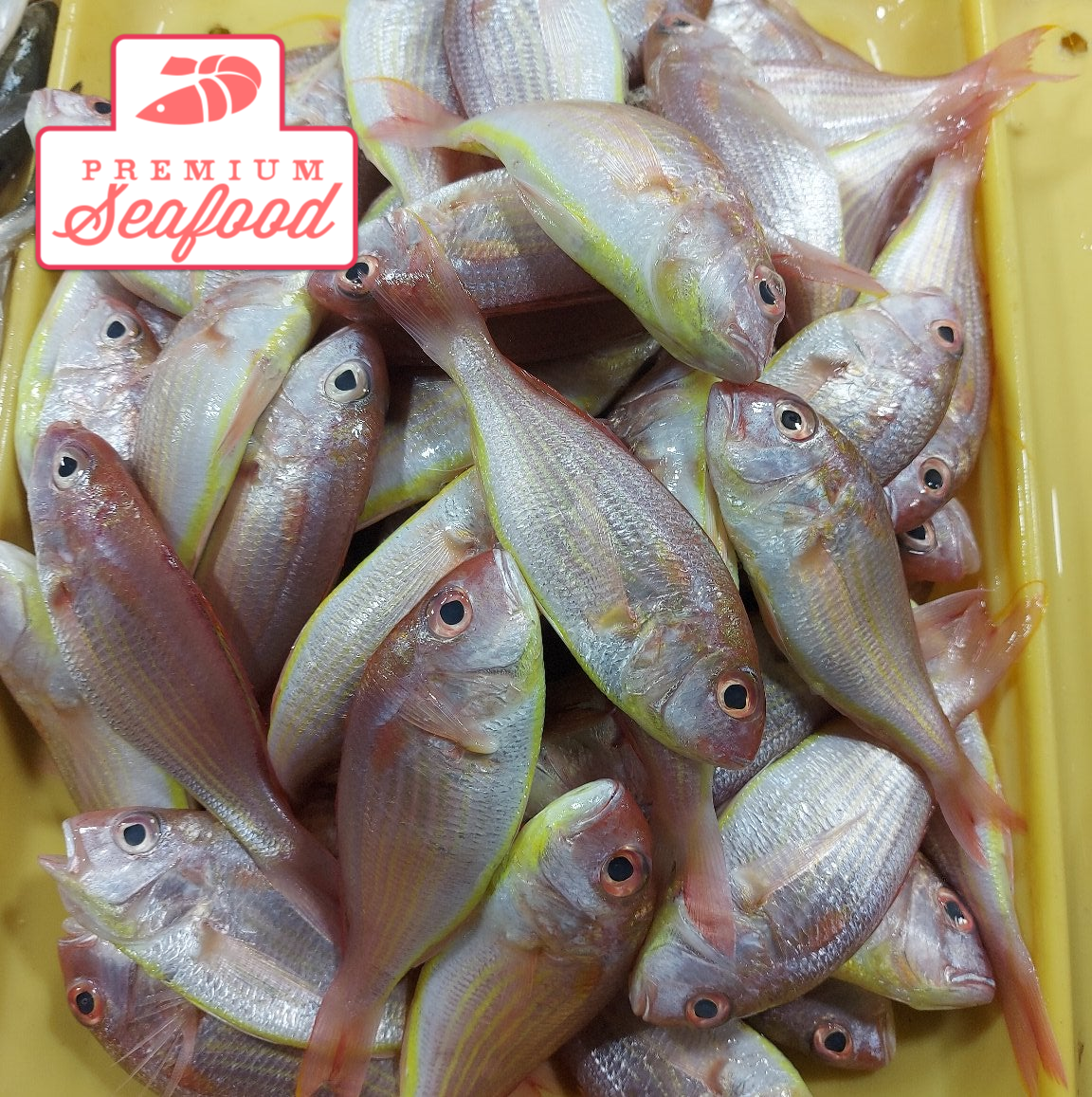 Fresh Goatfish [Bisugo] - order price / kilo