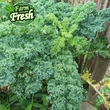 Fresh Organic Curly Kale - 注文価格 / キロ