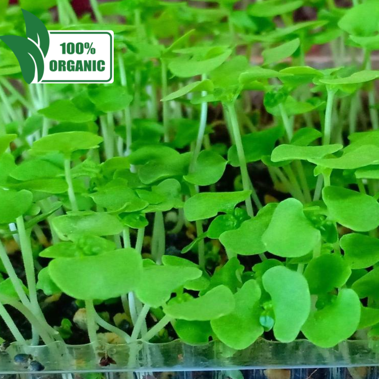 MICRO GREENS - Kale Kaylan - order price / 200 grams - Farm2Metro