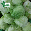 Fresh Organic Local Iceberg Lettuce - order price / kilo