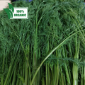 新鮮な地元の有機ディル - 注文価格 / 500 グラム
