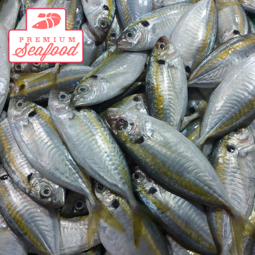 Fresh Local Yellow-striped Scad [Salay Salay] - order price / kilo