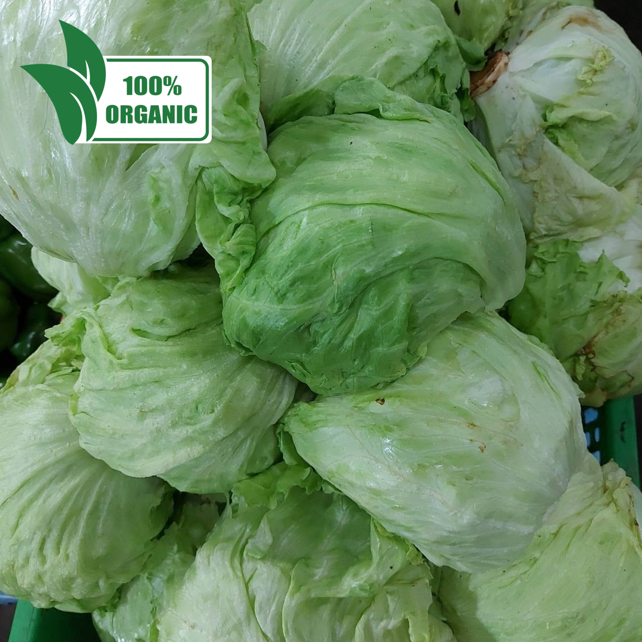 Fresh Local Organic Iceberg Lettuce - order price / 500 grams