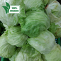 新鮮本地有機捲心生菜 - 訂購價 / 500 克