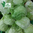 Fresh Local Organic Iceberg Lettuce - order price / 500 grams