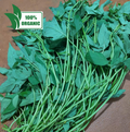 Local Camote | Kamote Tops Green color [Talbos] - order price / kilo
