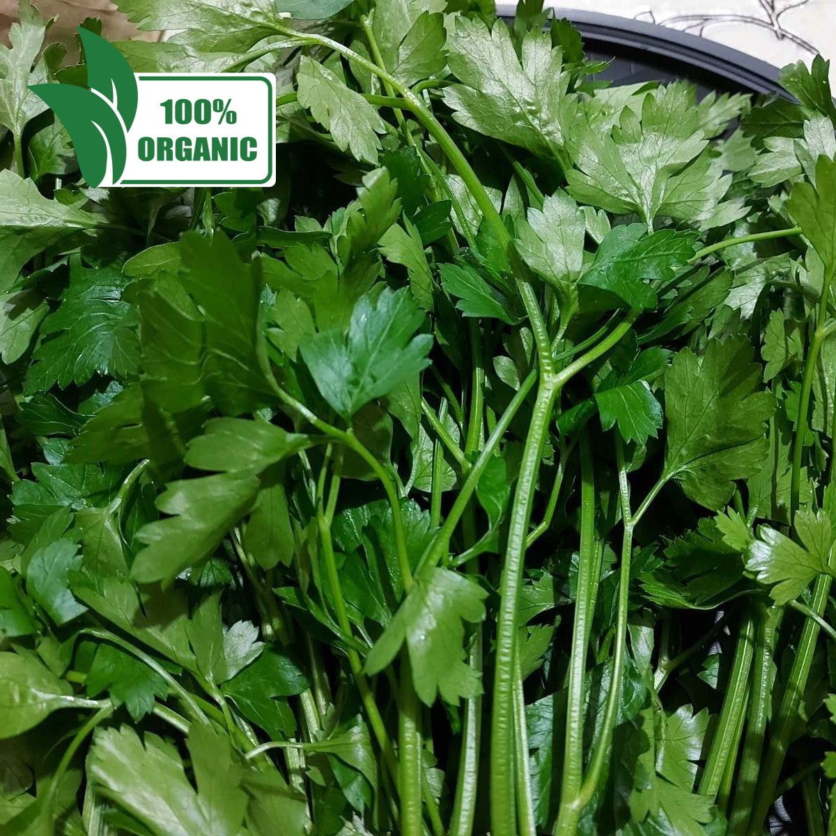 Local Organic Flat Parsley - 訂購價 / 250 克