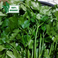 Local Organic Flat Parsley - 訂購價 / 250 克