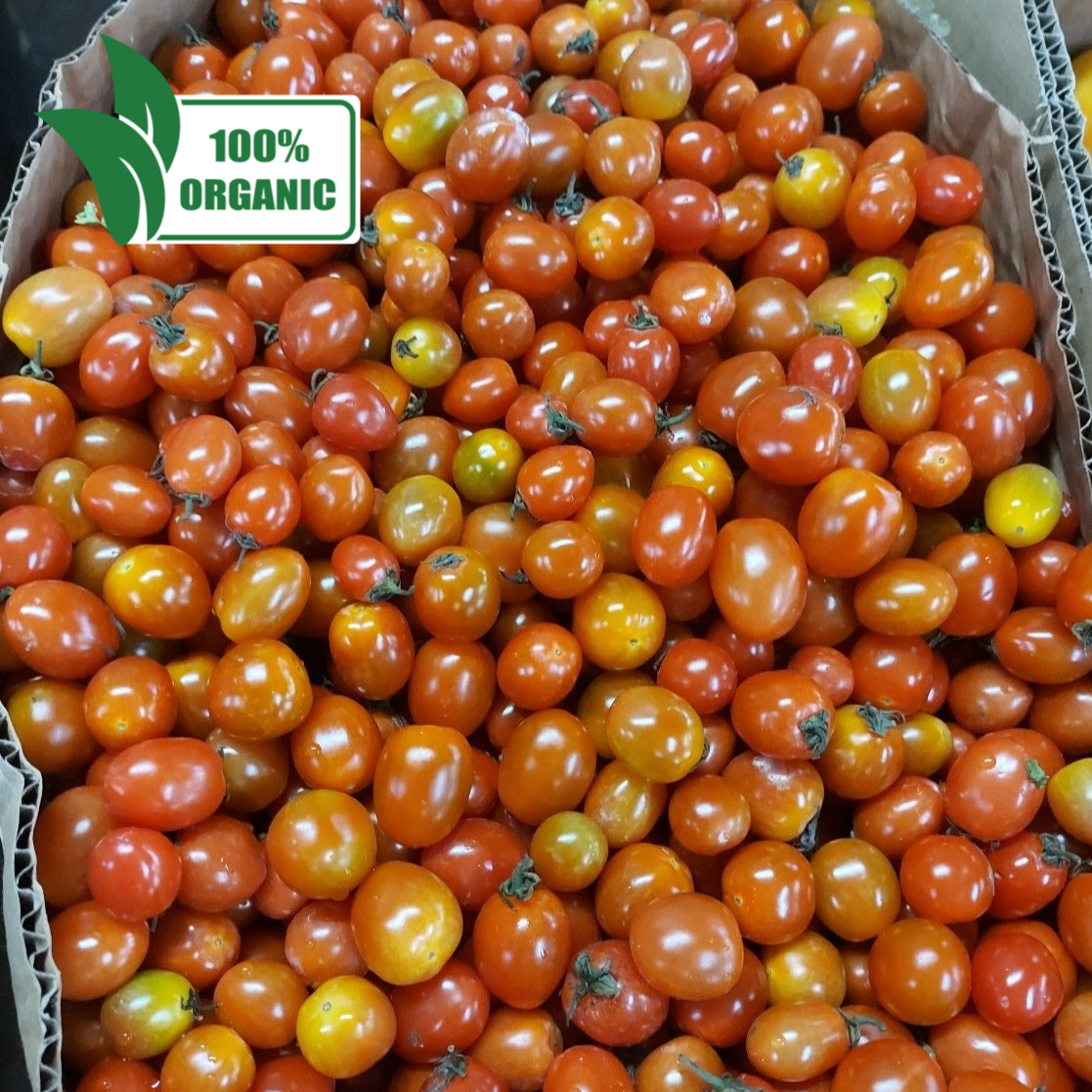 新鮮なローカル オーガニック チェリー トマト - 注文価格 / 500 グラム