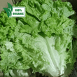 Fresh Local Organic Curly Green Ice Lettuce - order price / 500 grams