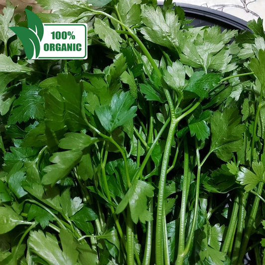 Local Organic Flat Parsley - 訂購價格 / 500 克