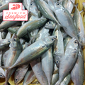 Fresh Striped Mackerel [Alumahan] - order price / kilo