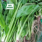Fresh Organic Polonchay - order price / 250 grams - Farm2Metro