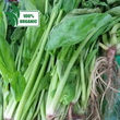 Fresh Organic Polonchay - order price / 250 grams - Farm2Metro