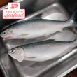 Fresh Whole Milkfish [Dagupan Bangus] Cleaned - order price / 500 grams