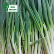 Fresh Local Organic Onion Leeks | Scallions - order price / 250 grams